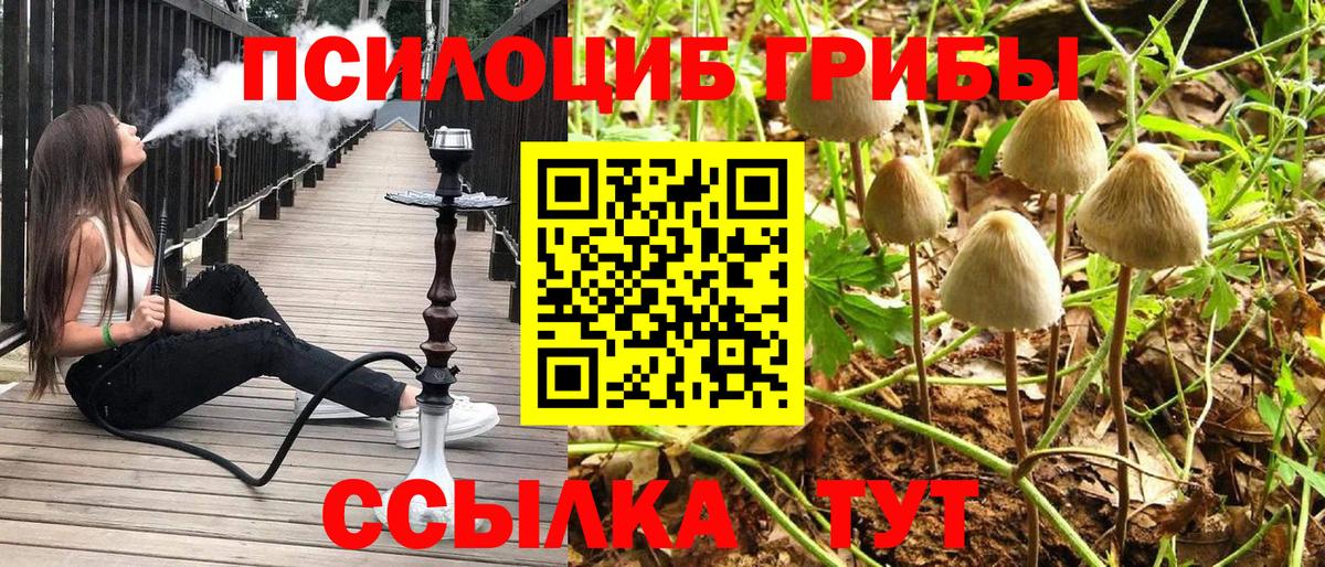 Галлюциногенные грибы Psilocybine cubensis Междуреченск